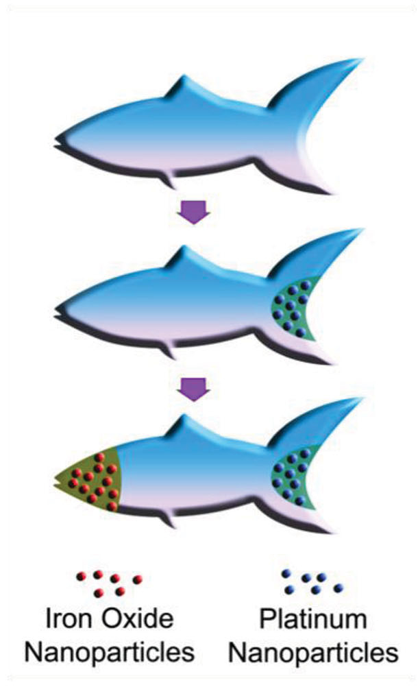 Schematic illustration of the process of functionalising the microfish. Platinum nanoparticles are first loaded into the tail of the fish for propulsion via reaction with hydrogen peroxide. Next, iron oxide nanoparticles are loaded into the head of the fish for magnetic control.